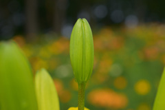 LILY