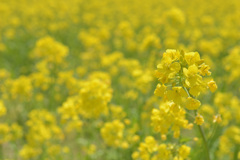 canola flower