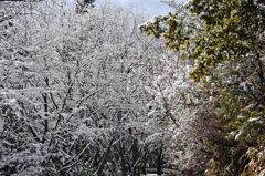 満開の桜（みたいな雪）