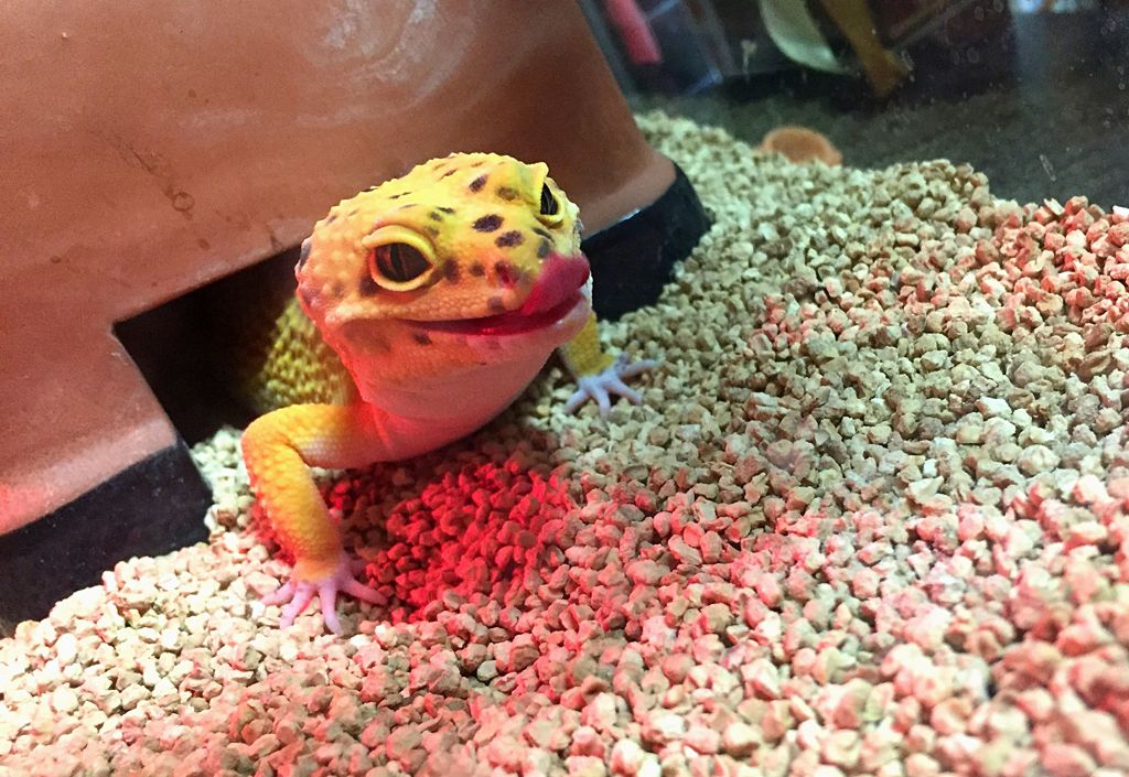 小さな怪獣