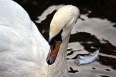近所に長年居座ってる白鳥