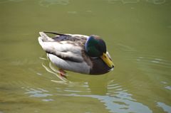 カモ①