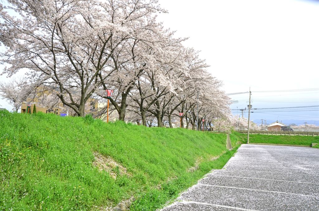 桜並木と花びらの絨毯