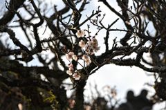 春の気配？