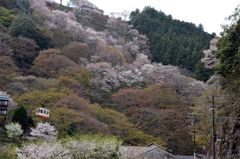 山桜とロープウェイ
