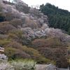 山桜とロープウェイ