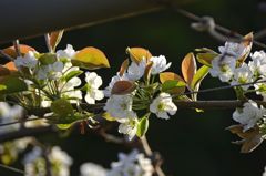 梨の花②