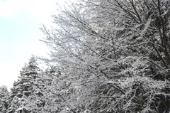 満開の桜（みたいな雪）②