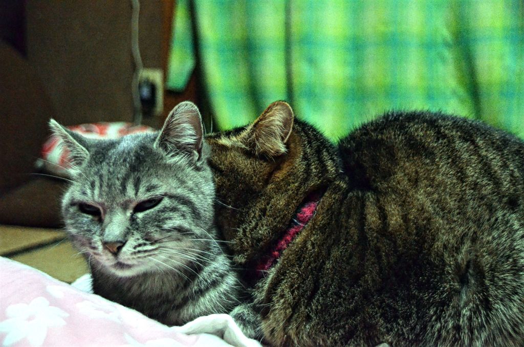 重い…ニャ