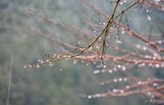 雨の日にだけ咲く花