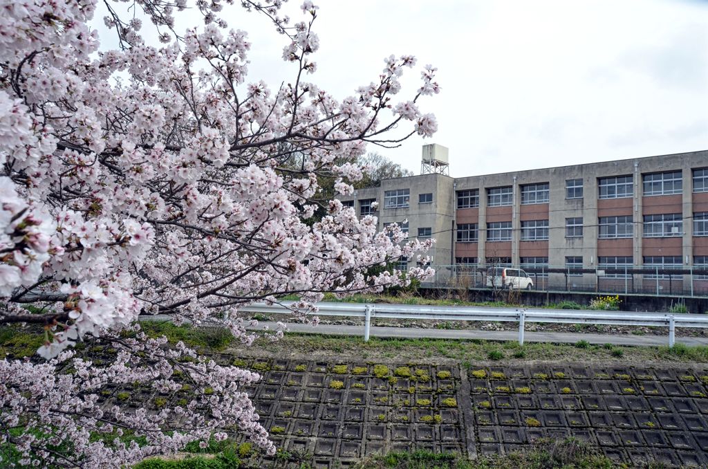桜と校舎って何故か似合いますね