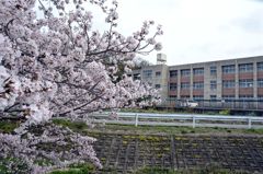 桜と校舎って何故か似合いますね