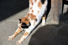 のび〜