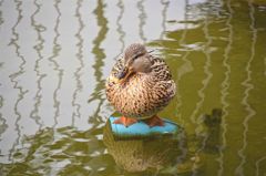 カモ②
