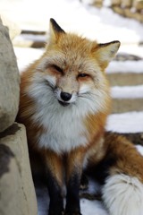 キツネ