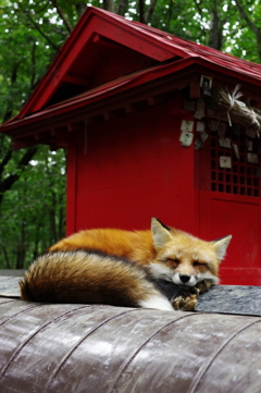 キツネ