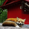 キツネ