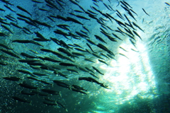魚群