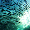 魚群