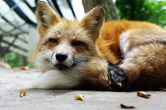 キツネ