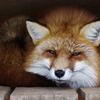 キツネ