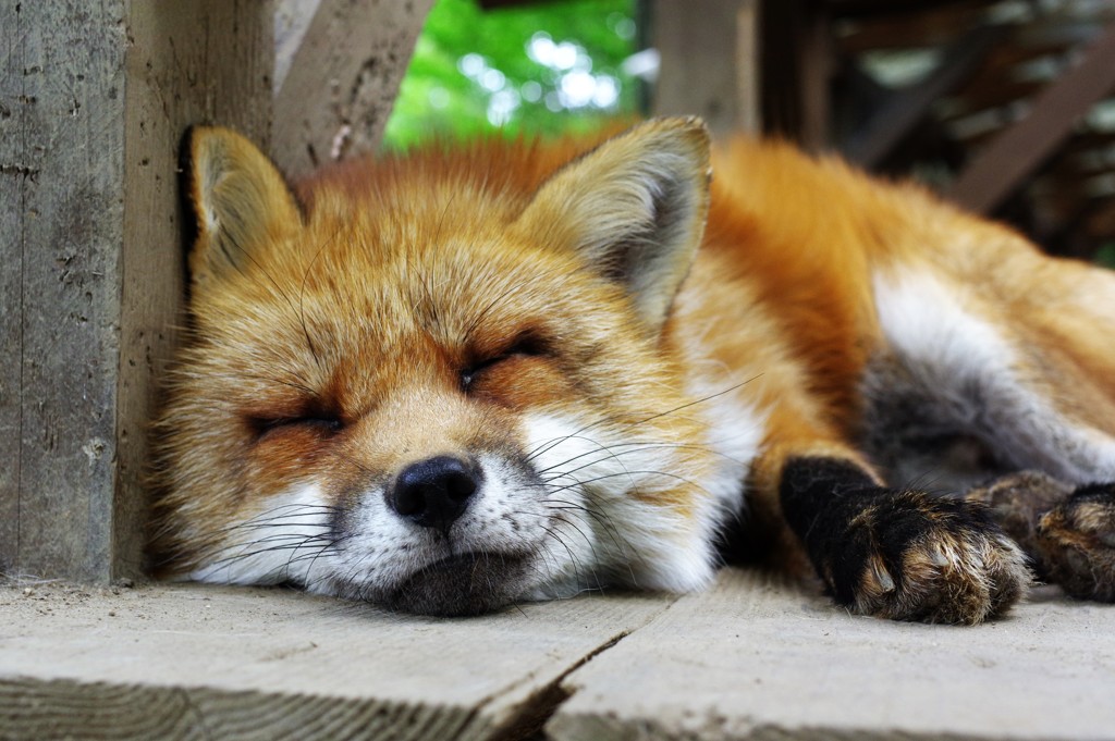 キツネ