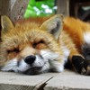 キツネ