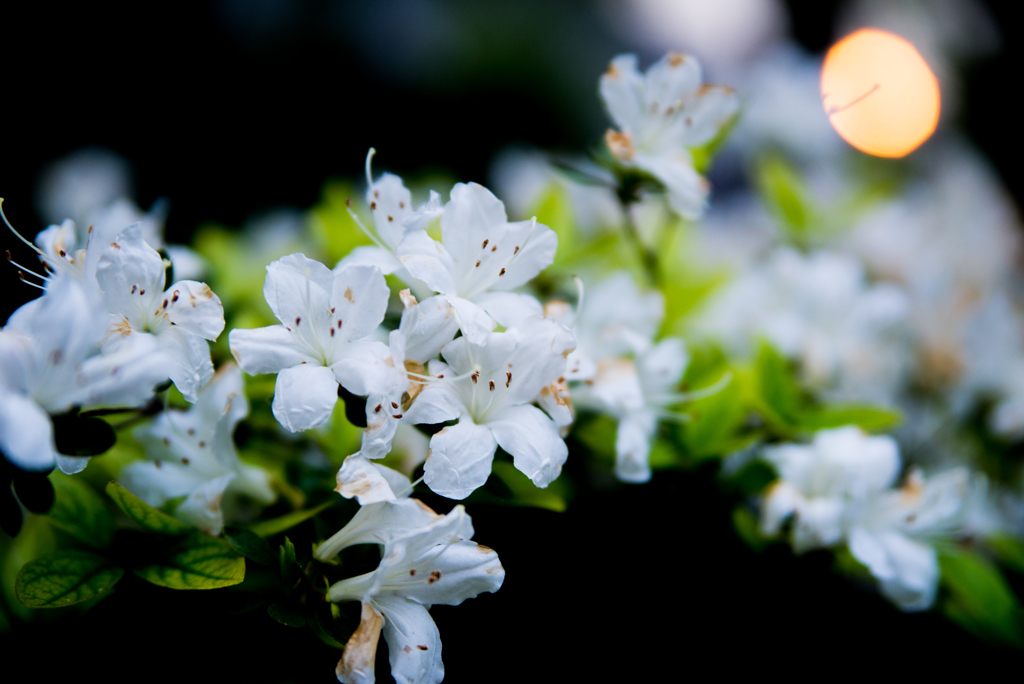 なんかの花4