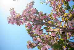 八重桜1