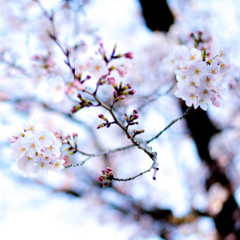 桜２