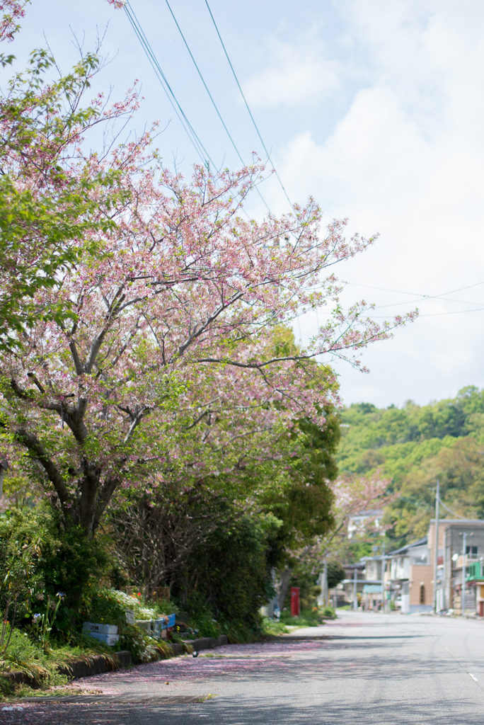 葉桜