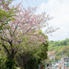 葉桜