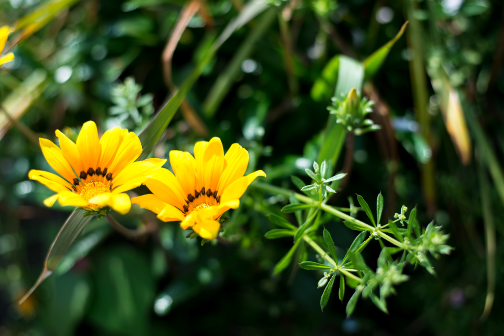 なんかの花2
