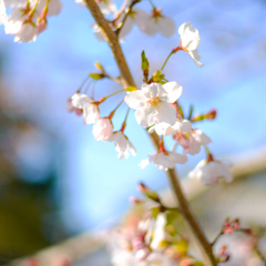 桜１