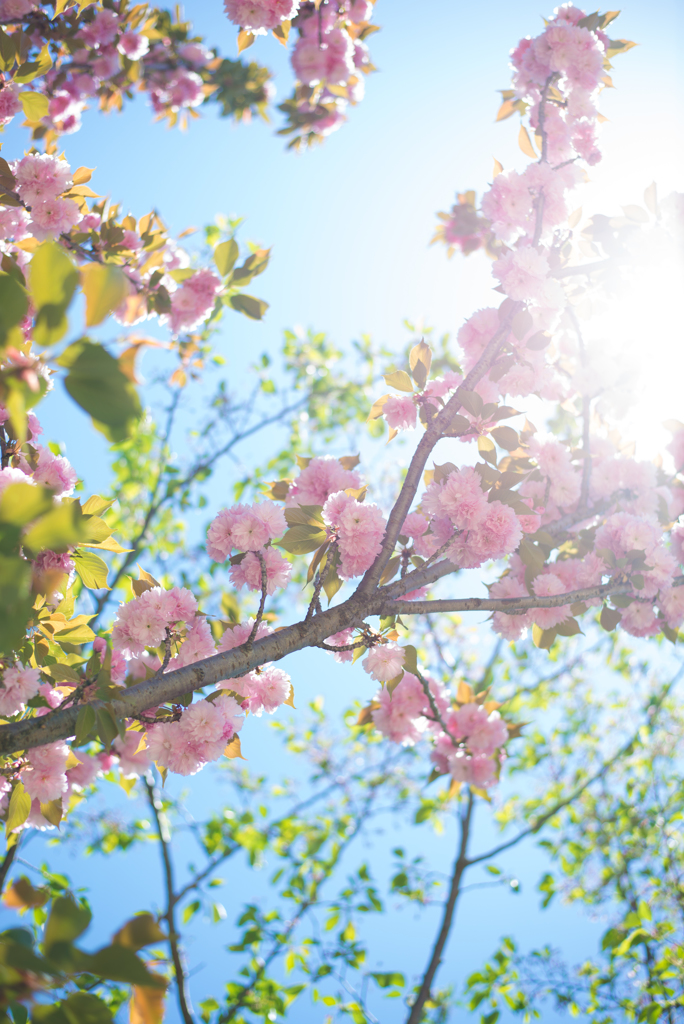 八重桜2