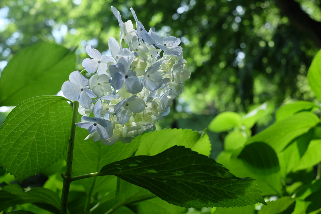 紫陽花