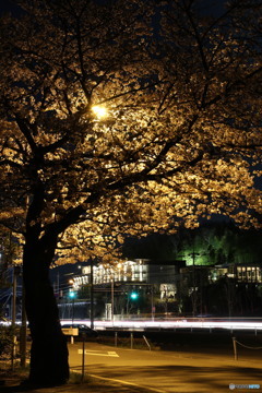 桜と結婚式場