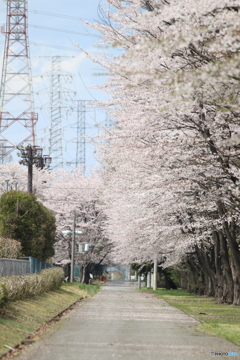 工業団地の桜