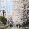 工業団地の桜