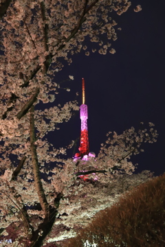 20180402 桜に囲まれるタワー
