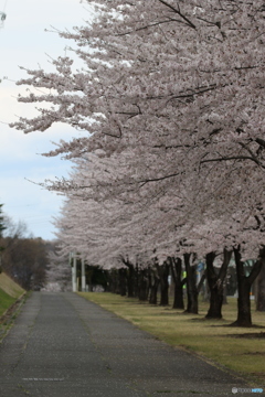桜並木