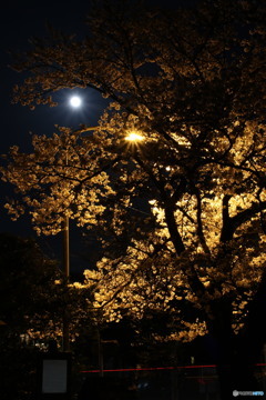 月と桜