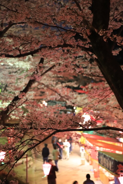 20180402 夜桜と露店