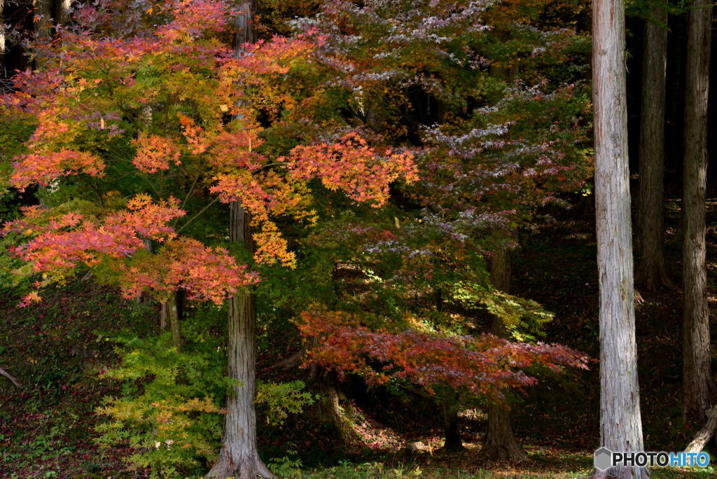 紅葉林