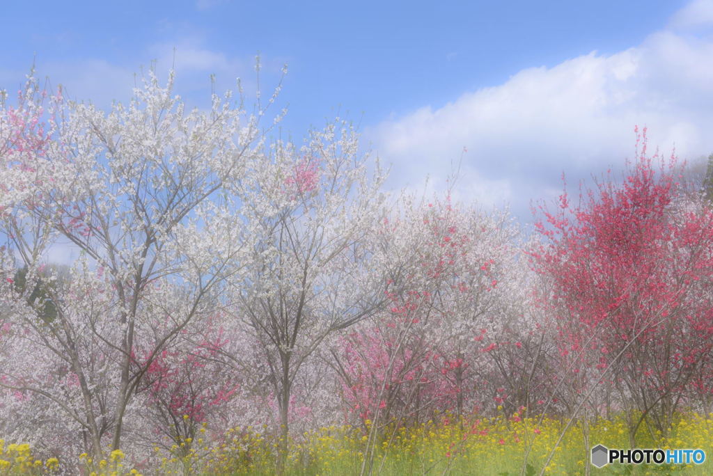 花桃の里