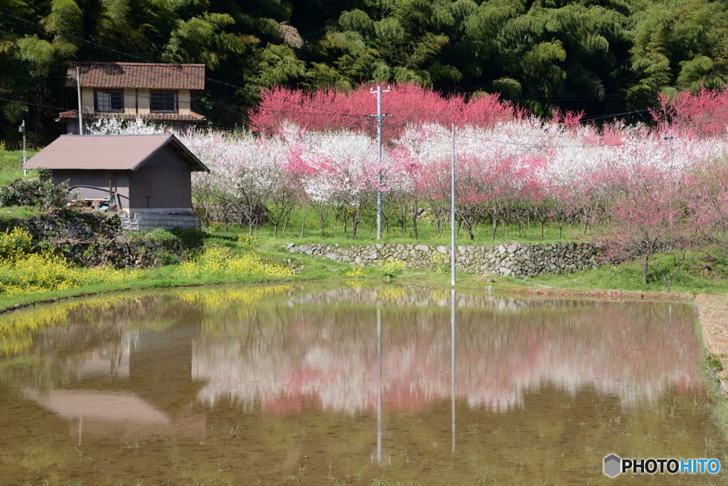 花桃の里　