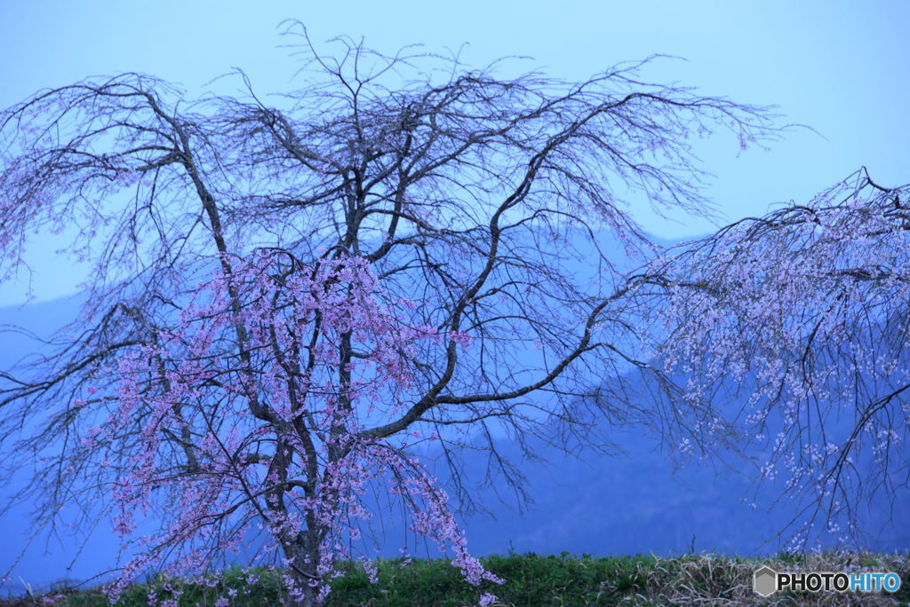 桜のころ
