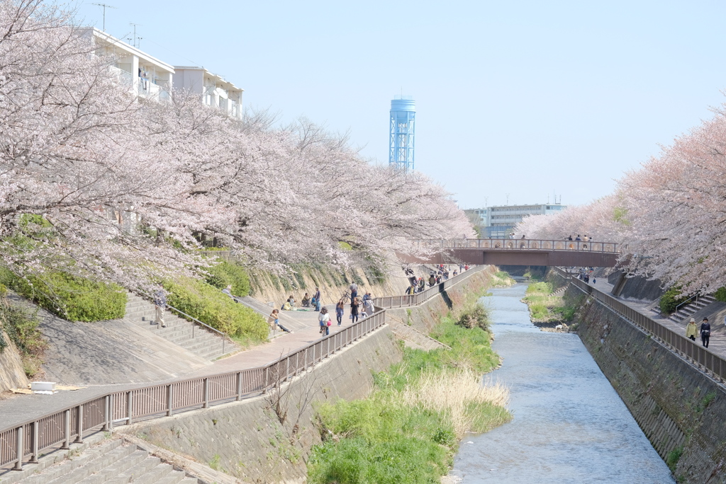 サクラとダンチ