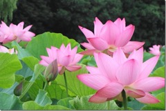 努力が花開く