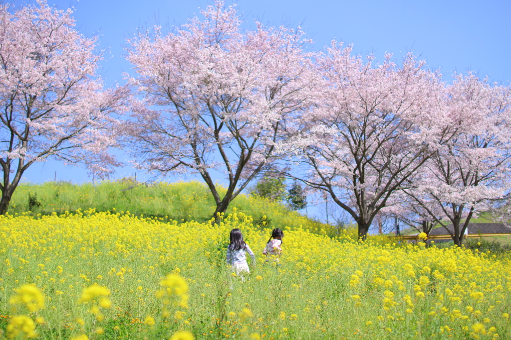 桜と菜の花